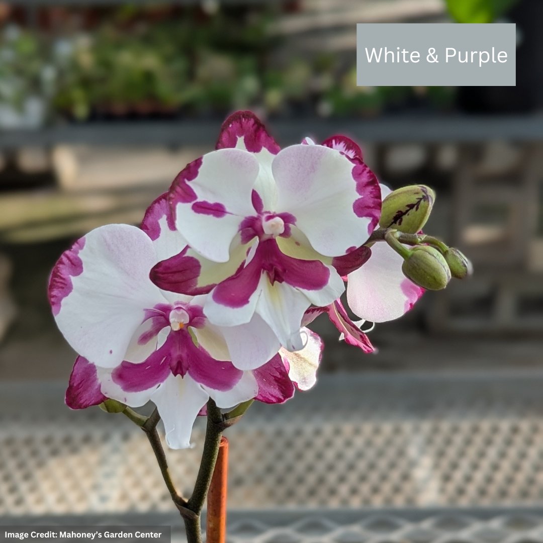 Orchid – Mini Pot